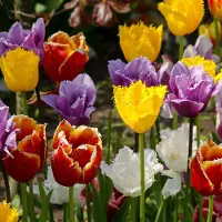QFB Gardening Bloembollen Mix Gefranjerde Tulpen | 300 stuks | Meerkleurig |