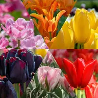 QFB Gardening Snijbloemenpakket Tulpen Tulip Varieties | 60 stuks | Dubbel laat | Enkel laat