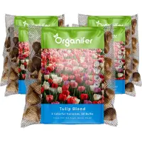 Organifer 250 Tulpenbollen - 5 Kleurrijke Soorten - Bloembollen Tulpen - Tulpen Bollen - Biologische Bloembollen Mix - (XXL Bloembollen formaat 12 cm/+) -