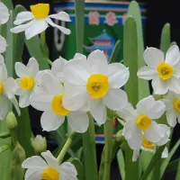 QFB Gardening Narcis Chinese Sacred Lily | 10 stuks | Wit | Narcissenbollen