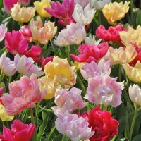 QFB Gardening Dubbele Tulpen Mix Best Friends | 10 stuks | Dubbel laat