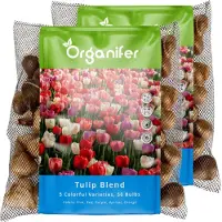 Organifer 100 Tulpenbollen - 5 Kleurrijke Soorten - Bloembollen Tulpen - Tulpen Bollen - Biologische Bloembollen Mix - (XXL Bloembollen formaat 12 cm/+) -
