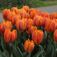 QFB Gardening Tulp Prinses Irene | 10 stuks | Enkel vroeg | Oranje | Tulpenbollen