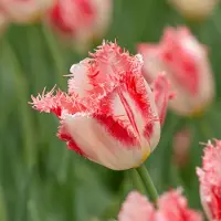 QFB Gardening Tulp Sweet Simone | 10 stuks | Gefranjerd | Roze | Wit