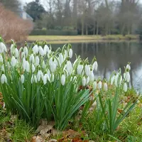 QFB Gardening Galanthus Nivalis - Sneeuwklokje | 15 stuks | Wit | verwilderend