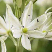 QFB Gardening Camassia leichtlinii Alba | 2 stuks | Wit | Camassiabollen