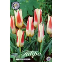 Kärkkäinen Johan strauss Kaufmannia Tulpenbollen 10 stuks Bolmaat 12+