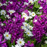 QFB Gardening Bloembollen Mix Purple Romance | 50 stuks | Meerkleurig | Wit | Paars