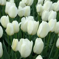 QFB Gardening Grootverpakking Tulp Pays Bas | 50 stuks | Wit | Tulpenbollen |