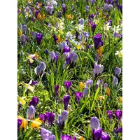 QFB Gardening Verwilderingsbollen Pakket | 300 stuks | Meerkleurig | Voordeelverpakking