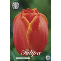 Dutch flower lady Ad Rem Darwin Hybride Tulpen bollen 10 stuks Bolmaat 12+