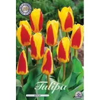 Dutch flower lady Stresa Kaufmannia Tulpenbollen 10 stuks Bolmaat 12+