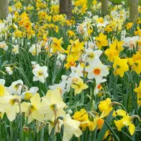 QFB Gardening Bloembollen Mix Narcissen Grower's Pride | 50 stuks | Meerkleurig | Voordeelverpakking