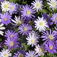 QFB Gardening Anemone blanda gemengd | 25 stuks | Meerkleurig | verwilderend