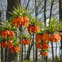 QFB Gardening Fritillaria imperialis Aurora | Oranje | Rood | Fritillaria Bollen
