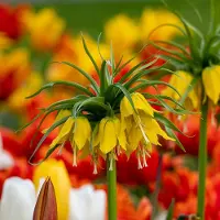 QFB Gardening Fritillaria imperialis Lutea | Geel | Fritillaria Bollen