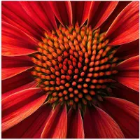 PosterMonkey Poster 50x50 cm - Close up - Bloem- Rood - Posters - Kamer decoratie - Wanddecoratie woonkamer - Muurdecoratie slaapkamer