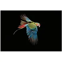 PosterMonkey Poster 30x20 cm - Papegaai - Kleurrijk - Vleugels - Sierlijk - Posters - Kamer decoratie - Wanddecoratie woonkamer - Muurdecoratie slaapkamer