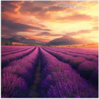 PosterMonkey Poster 75x75 cm - Lavendelveld - Zonsondergang - Paars - Posters - Kamer decoratie - Wanddecoratie woonkamer - Muurdecoratie slaapkamer
