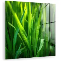 MuchoWow Glasschilderij 90x90 cm - Schilderij acrylglas - Grassprieten - Lichtinval - Groen - Foto op glas - Muurdecoratie woonkamer - Wanddecoratie slaapkamer - Schilderijen