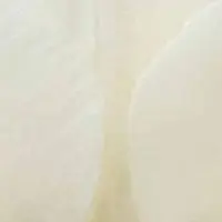 JUB - Tulipa Royal Virgin