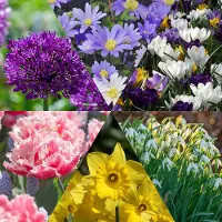 QFB Gardening Bloembollen Mix Hollandse Favorieten | Meerkleurig | Voordeelverpakking