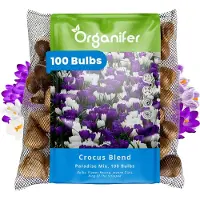 Organifer 100 Krokus - Crocus - Bloembollen - Grootbloemige Paradise Mix - XXL Bollengrootte 8/9 cm - Zomerbollen - Voorjaarsbollen - Trekt vlinders en bijen aan - Vaste planten - Veelkleurig -