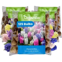 Organifer 125 Hyacinten - Kleurrijke Mix - XXL Bollengrootte 16/17 cm - Bloembollen - Hyacint - Zomerbollen - Voorjaarsbollen - Trekt vlinders en bijen aan - Vaste planten -