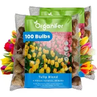 Organifer 100 Tulpen - 4 Levendige Soorten - XXL Bolmaat 12 cm/+ - Bloembollen - Tulipa - Kleurenmix - Zomerbollen - Voorjaarsbollen - Trekt vlinders en bijen aan - Vaste planten -