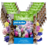 Organifer 250 Hyacinten - Kleurrijke Mix - XXL Bollengrootte 16/17 cm - Bloembollen - Hyacint - Zomerbollen - Voorjaarsbollen - Trekt vlinders en bijen aan - Vaste planten -