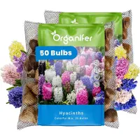 Organifer 50 Hyacinten - Kleurrijke Mix - XXL Bollengrootte 16/17 cm - Bloembollen - Hyacint - Zomerbollen - Voorjaarsbollen - Trekt vlinders en bijen aan - Vaste planten -