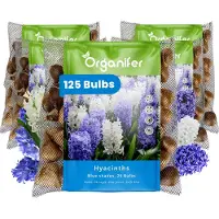 Organifer 125 Hyacinten - Blauwe Tinten - XXL Bollengrootte 16/17 cm - Bloembollen - Hyacint - Zomerbollen - Voorjaarsbollen - Trekt vlinders en bijen aan - Vaste planten -