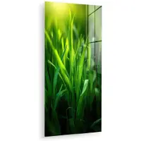 MuchoWow Glasschilderij 20x40 cm - Schilderij acrylglas - Grassprieten - Lichtinval - Groen - Foto op glas - Muurdecoratie woonkamer - Wanddecoratie slaapkamer - Schilderijen