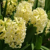 QFB Gardening Hyacint City of Haarlem | 15 stuks | Geel | Hyacintenbollen
