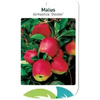Warentuin Collection Malus Domestica Gloster fruitboom Appel