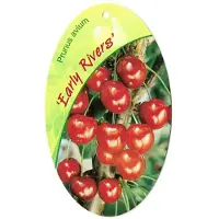 Warentuin Collection Prunus Avium Early Rivers fruitboom Zoete kers