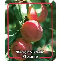 Warentuin Collection Prunus Domestica Konigin Viktoria fruitboom Pruim