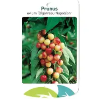 Warentuin Collection Prunus Avium Bigarreau Napoleon fruitboom Zoete kers