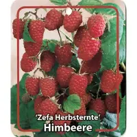 Oosterik Home - Rubus Idaeus Zefa Herbsternte