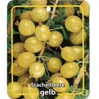 Oosterik Home - Ribus Uva-Crispa Stachelbeere Gelb