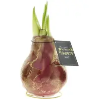 QFB Gardening Wax Amaryllis Univerz Bordeaux | Prachtige Wax Amaryllis voor in huis | Rood