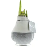 QFB Gardening Wax Amaryllis Dipz Grijs | 1 stuk | Prachtige Wax Amaryllis voor in huis | Rood