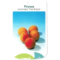 Warentuin Collection Prunus Armeniaca Tros Oranje fruitboom Abrikoos