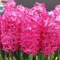 QFB Gardening Hyacint Jan Bos | 5 stuks | Roze | Rood | Hyacintenbollen