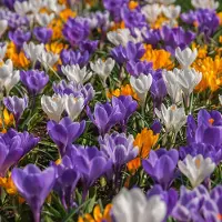 QFB Gardening Krocus vernus Mix | 25 stuks | Meerkleurig | Krokusbollen