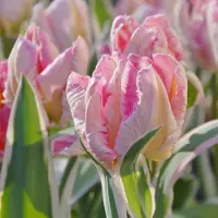 QFB Gardening Tulp Elsenburg | 10 stuks | Parkiet | Roze | Tulpenbollen