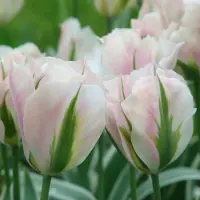 QFB Gardening Tulp China Town | 10 stuks | Viridiflora | Roze | Groen | Wit