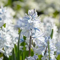 QFB Gardening Puschkinia libanotica | 25 stuks | Wit | verwilderend