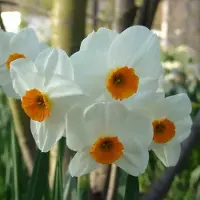 QFB Gardening Narcis Geranium | 10 stuks | Tazetta | Oranje | Wit | Narcissenbollen