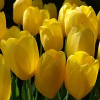 QFB Gardening Tulp Big Smile | 10 stuks | Enkel laat | Geel | Tulpenbollen
